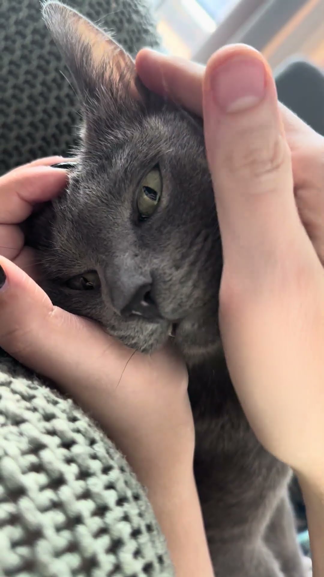 Cat Enters Power Saving Mode || ViralHog