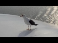 Seagull laughing