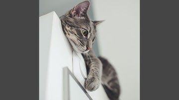 Successful Music for Mysterious Cat Behavior