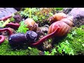 The Power of Three: Millipede, Snail, and Rhino Beetle Friendship #AnimalFriendship #ForestCreatures