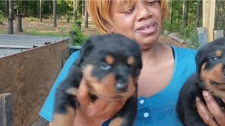 ROTTWEILER PUPPIES FIRST TIME TASTING FOOD (MUSH).