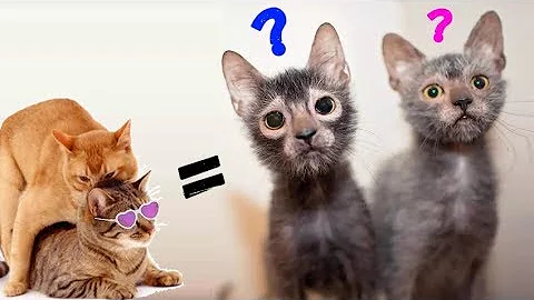 Вязка Состоялась! 😻 Гибриды кошек в результате скрещивания – Смешные кошки МатроскинТВ