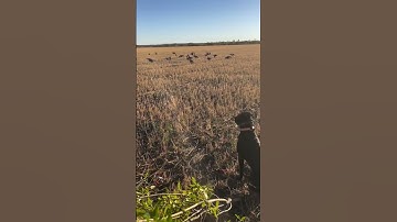 2 duck call from slayer #birds #hunting #music and #duck #ducksunlimited