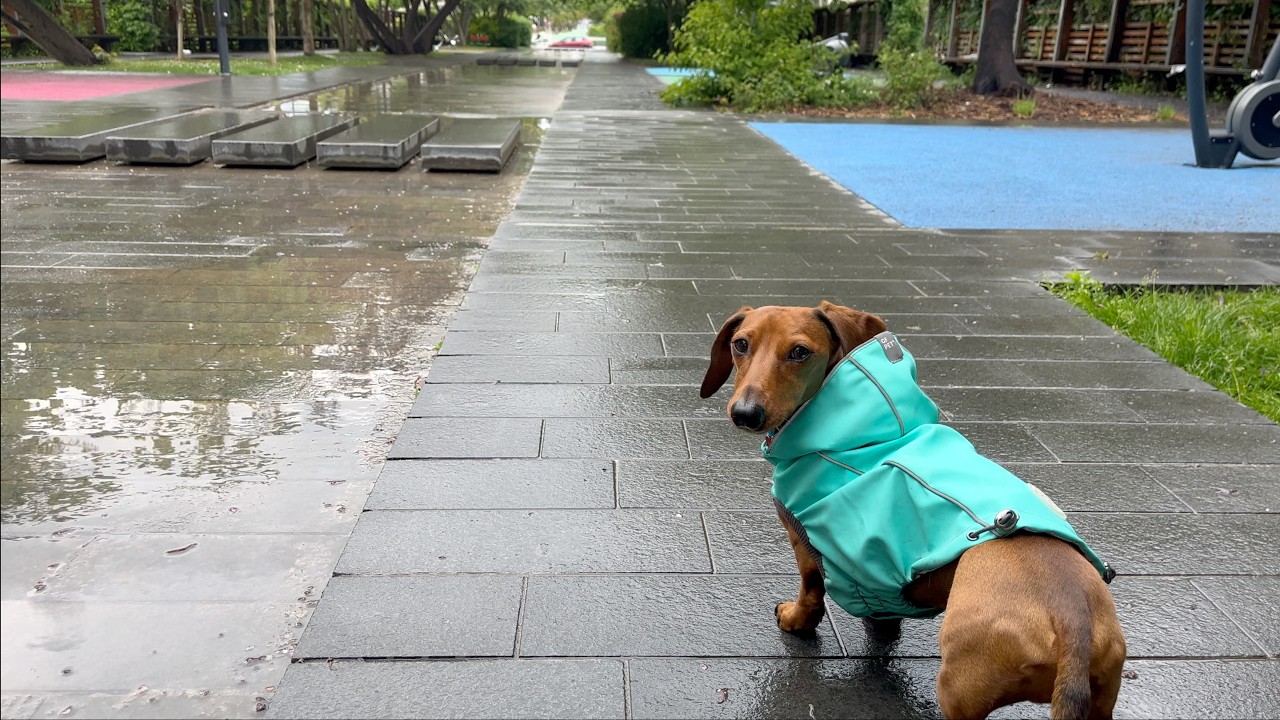 Rainy day with a mini dachshund - YouTube