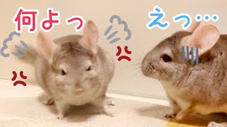 【チンチラ】おやつを沢山食べたことを怒られ逆ギレするあずき