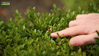 TOPBUXUS How-To: Control Boxwood Blight