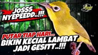 MASTERAN KECIAL KUNING NYEPEED‼️AMPUH LATIH KECIAL LAMBAT JADI GESSIIT