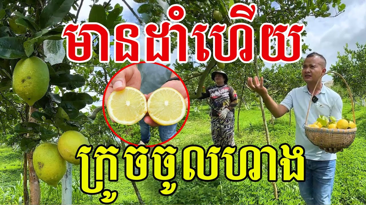 មានដាំនៅខ្មែរហើយ ក្រូចចូលហាង ឃើញតែផ្លែ តែពេលនេះបានឃើញដើម
