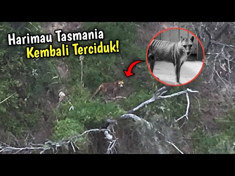 Video: Apakah masih ada harimau tasmania?