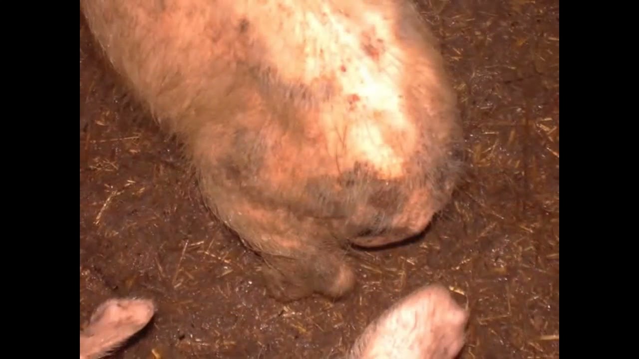 саркоптоз свиней