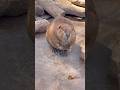きよちゃん思考休憩中💭 Kiyo is on a thinking break 💭⁡ #ビーバー #beaver #cuteanimals #かわいい動物 #癒し #animalshorts