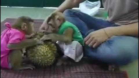 Monyet makan Durian