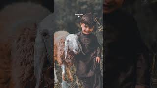 bakrid status WhatsApp full hd new video nature loveromanticstatus