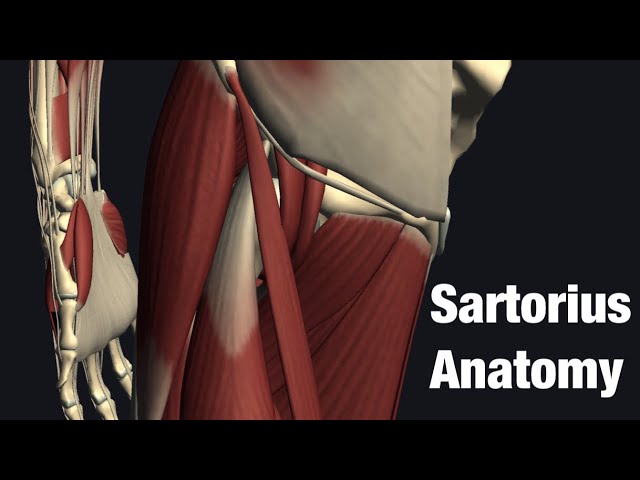 Anatomy and function of sartorius class=