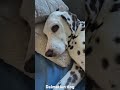 Our cute Dalmatian dog Hope in Reutlingen #dalmatians #dalmatiannation #reutlingen #dogs #doglife