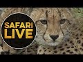 safariLIVE - Sunrise Safari - May 21, 2018