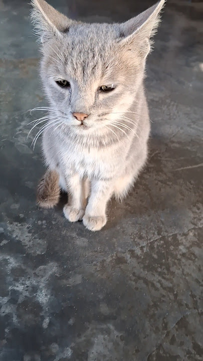 NGA THUMMA HUNGKIT 🐈 😃 🐱