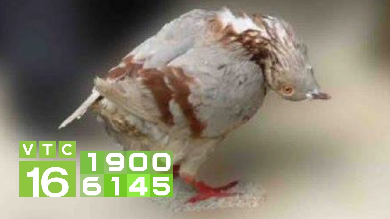 Bí quyết phòng trừ bệnh nấm diều cho chim bồ câu | VTC16