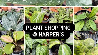 Plant shopping at Harper’s (Hoya, philodendron ￼and uncommon houseplants)