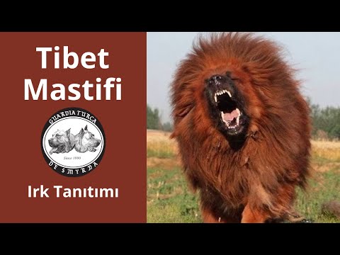 Video: Tibet Mastiff Köpek Köpek Cinsi Hipoalerjenik, Sağlık Ve Ömrü