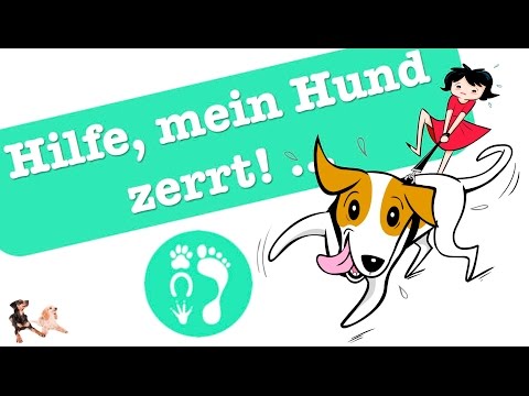 HILFE! Mein Hund ... zieht!