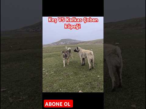 KEŞ KAFKAS ÇOBAN