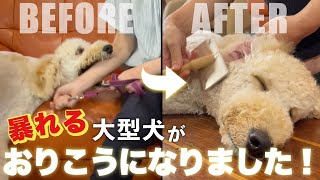 噛む 騒ぐ 暴れる! お手入れさせてくれない愛犬に'うっとり❤ゴロンの魔法'をかけたら驚くほど変わりました