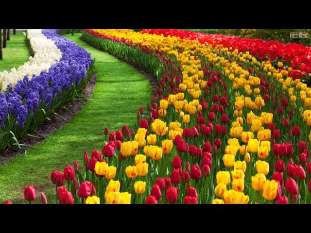 Top 10 Most Beautiful Flowers in the World - YouTube