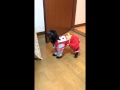 お客犬メル