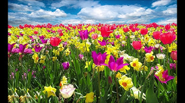 Tôi như ánh dương rực rỡ - Cố Mạn - Phần 8 - Phần cuối