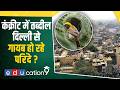 Delhi Bird Atlas 2026: पहली बार हुआ दिल्ली के घास के मैदानों का सर्वे | Environment Current Affairs