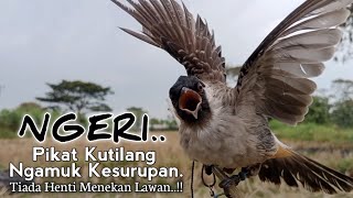 Suara BURUNG KUTILANG GACOR. Ngamuk Ngotot Seperti Kesurupan. Pas Sekali Untuk Pikat Kutilang Liar..