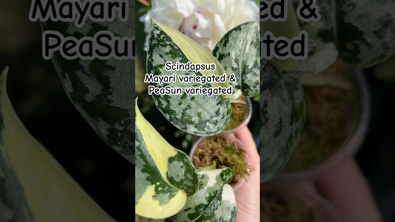 Сциндапсус Peasun variegated & Mayari variegated 