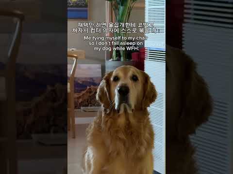 오디세우스 세이렌 공략법으로 재택하기 thumbnail