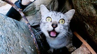 捨てられたの？岩の隙間に隠れて何かを必死に訴えてくる新入り猫