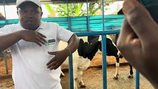 A  NEW WAY TO SILAGE  MAKING 