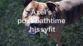 Axel's post-bathtime hissyfit