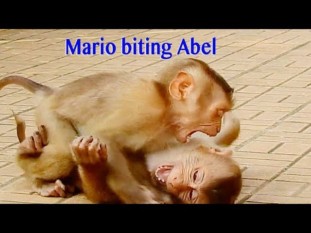 So Surprise To See Baby Mario Grow Up So Fast To Be Stronger Fighting With Abel & Charlo With Others So Surprise To See Baby Mario Grow Up So Fast To Be Stronger Fighting With Abel & Charlo With Others
