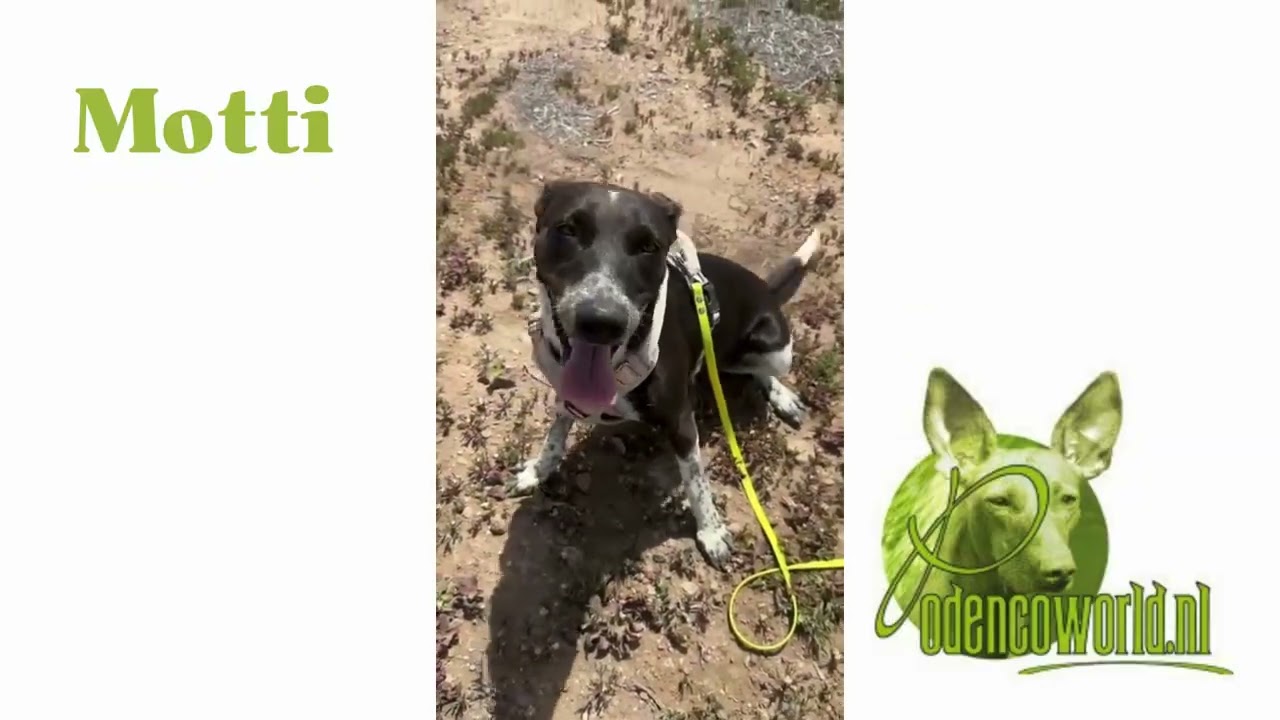 Podencoworld: Motti, asiel Tenerife (Sabine)