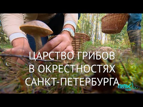 Царство грибов в окрестностях Санкт-Петербурга