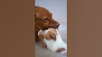 chó mẹ liều mình lâu xuống dòng nước chảy xiết cứu con 😭 #concho #chocon #dongvat #shorts