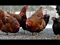 Do Roosters Mate With All Hens? Here