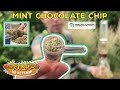 Mint chocolate chip strain review  kush no ketchup