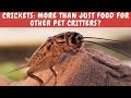 Crickets have been kept as pets and for staged cricket fights for thousands of years in China!