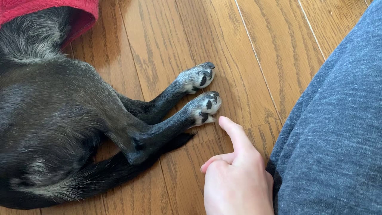 犬にもこちょこちょは効きます Youtube 犬にもこちょこちょは効きます Youtube