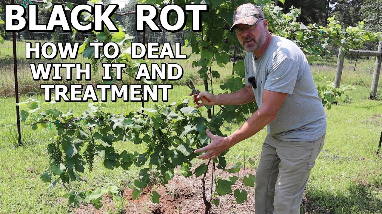Why Do Tomatoes Rot On The Vine