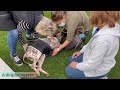 Maya’s Miracle - Dog Paralyzed From Medical Treatment Learns to Walk Again