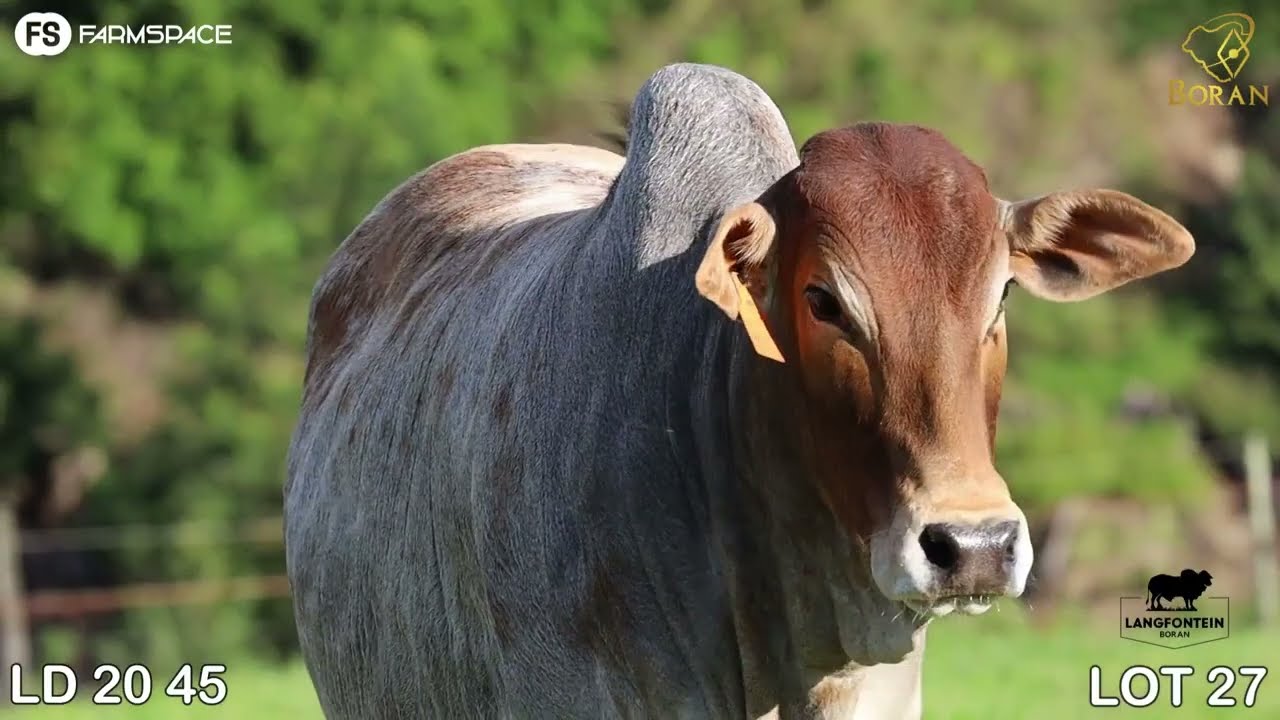 Lot 27 | LD 20-45 | Langfontein Borane | Road to the Boran National Auction | 15 July 2023
