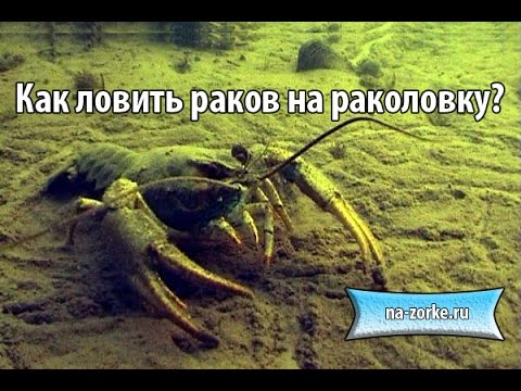 всё для ловли раков