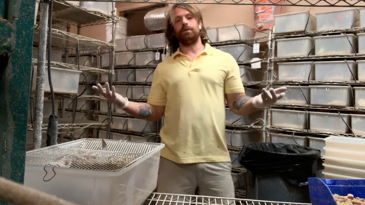 camera iphone 8 plus apk Cage cleaning- rats